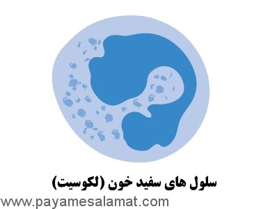 انواع سرطان از نظر سلول های درگیر در بیماری