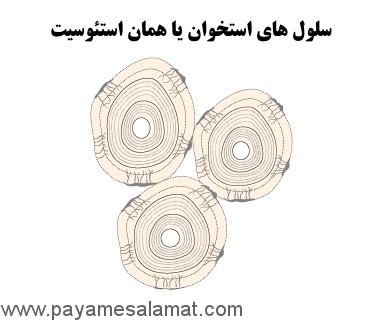 انواع سرطان از نظر سلول های درگیر در بیماری