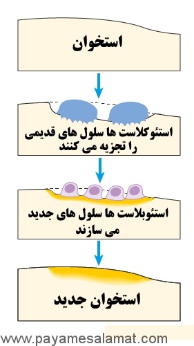 کارکرد بیس فسفونات در درمان سرطان و مهمترین عوارض جانبی آن