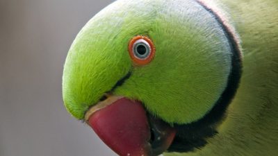 شایع ترین بیماری های چشم در پرندگان خانگی