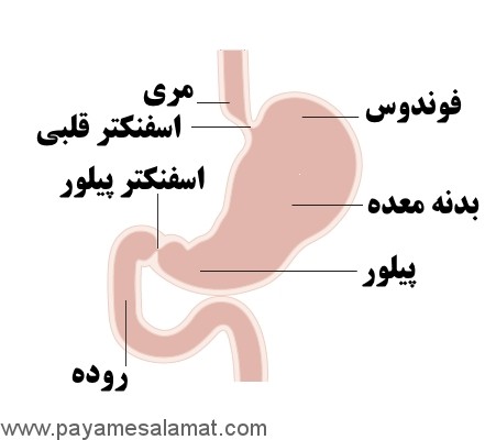 مراحل، علائم، علل، عوامل خطر و درمان سرطان معده