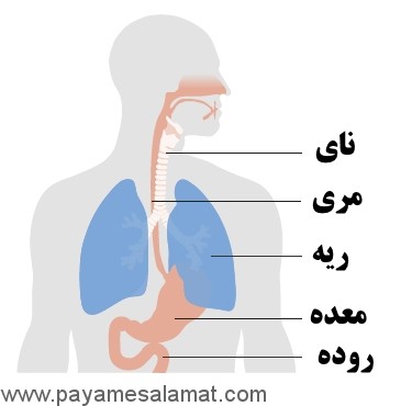 مراحل، علائم، علل، عوامل خطر و درمان سرطان معده