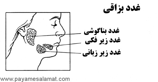 انواع، عوامل خطر، علل، علائم، پیشگیری و درمان سرطان غدد بزاقی