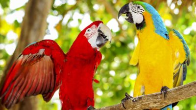 علائم و پیشگیری از کمبود ویتامین A در پرندگان خانگی