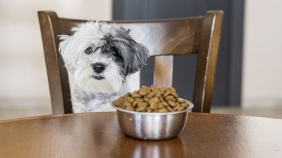 کالری مورد نیاز سگ ها چقدر است؟