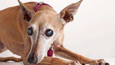نشانه ها، علل، تشخیص و درمان آب مروارید در سگ ها