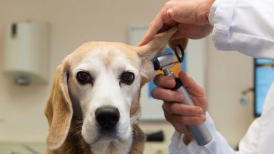 نشانه ها، علل، تشخیص و درمان ناشنوایی در سگ ها
