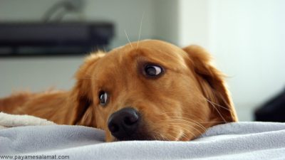 بزرگ شدن پروستات در سگ ها از علائم تا روش های درمان آن