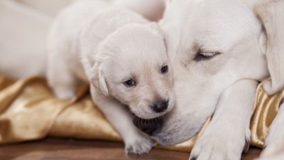 علل، نشانه ها، تشخیص و درمان ناباروری در سگ های ماده