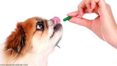 مسمومیت آهن در سگ ها