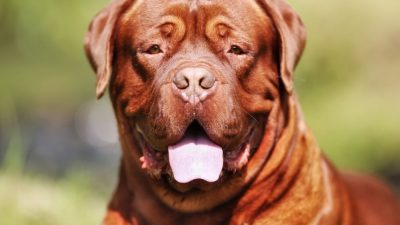 نشانه ها، علل و درمان ناباروری در سگ های نر