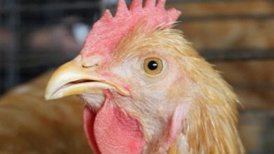 نشانه ها، علل، درمان و روش های پیشگیری از عفونت ویروسی نیوکاسل در پرندگان