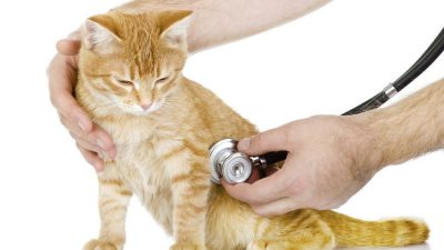 استفراغ در گربه ها نشانه چیست و چگونه درمان می شود؟