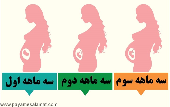 اندازه رحم در دوران بارداری (سه ماهه اول، دوم و سوم)