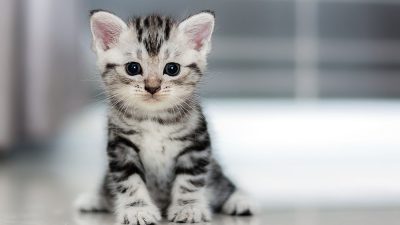 علائم، علل، روش های تشخیص و درمان کم خونی فقر آهن در گربه ها