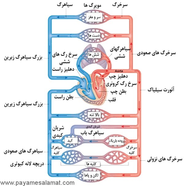 دستگاه گردش خون