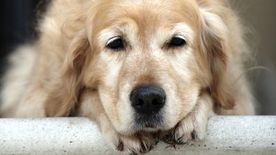 علائم، علل و درمان آنافیلاکسی در سگ ها