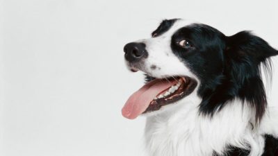 نشانه ها، علل و درمان التهاب لثه در سگ ها