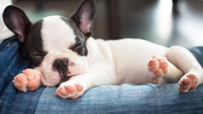 مسمومیت با آرسنیک در سگ ها ؛ نشانه ها، علل، تشخیص و روش های درمان