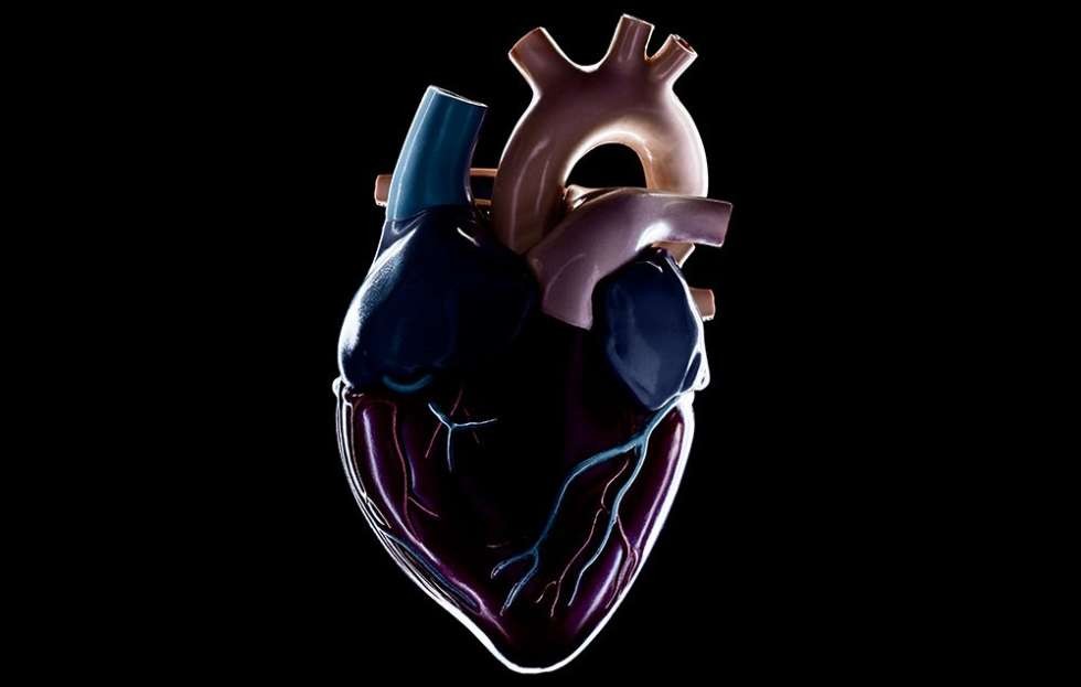 دانستنی های جالب در مورد قلب که ممکن است از آن ها اطلاع نداشته باشید