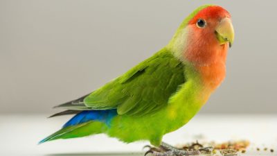 پولیوما ویروس در پرندگان ؛ نشانه ها، علل و روش های پیشگیری