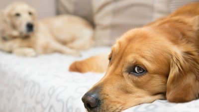 هیپرگلیسمی در سگ ها ؛ علل، نشانه ها، تشخیص و درمان