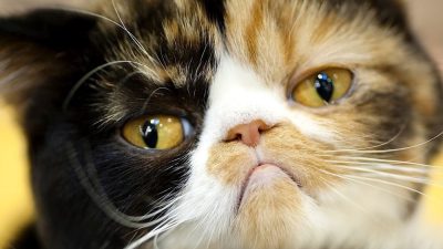 مسمومیت با ایبوپروفن در گربه ها از علل تا روش های درمان