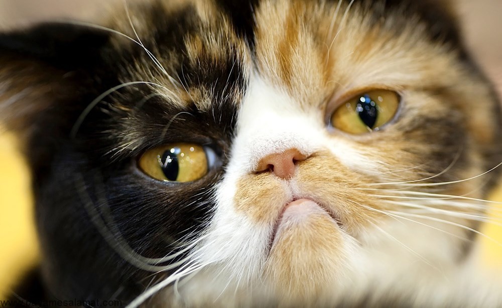 مسمومیت با ایبوپروفن در گربه ها از علل تا روش های درمان