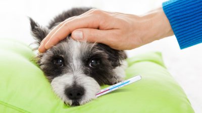 تب در سگ ها ؛ نشانه ها، علل، تشخیص و درمان