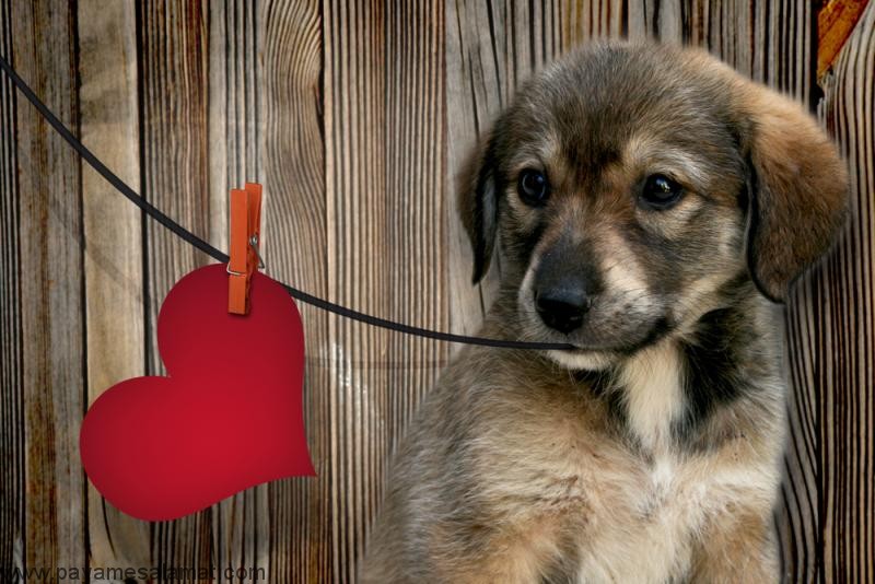 انفارکتوس میوکارد در سگ ها ؛ نشانه ها، علل، تشخیص و روش های درمان
