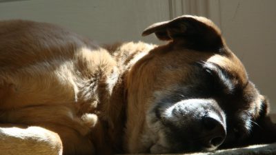 سرطان لنفوسیتی مزمن در سگ ها ؛ علائم علل، تشخیص و درمان