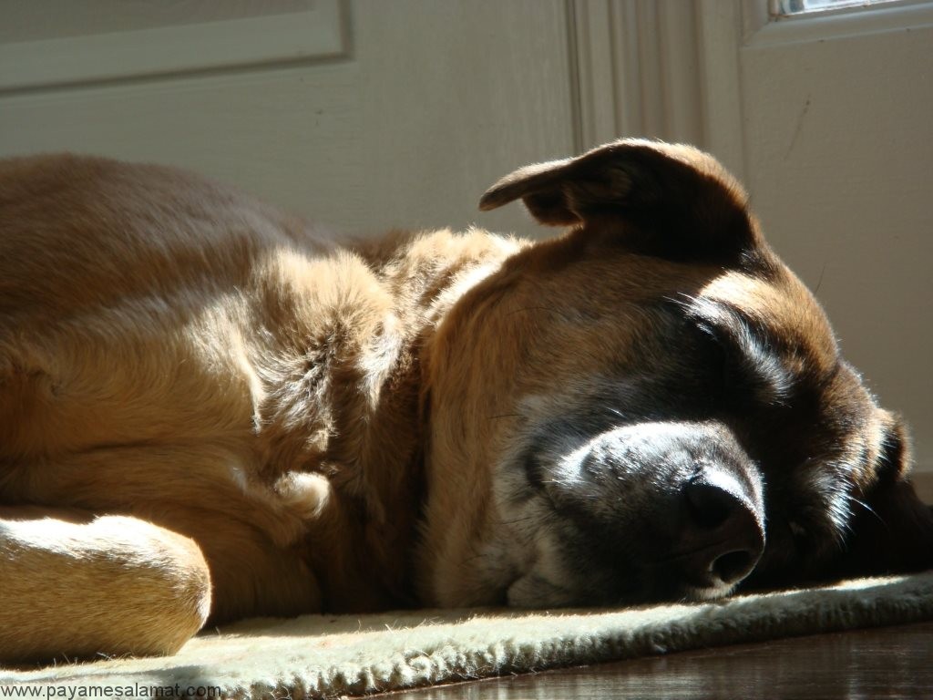 سرطان لنفوسیتی مزمن در سگ ها ؛ علائم علل، تشخیص و درمان