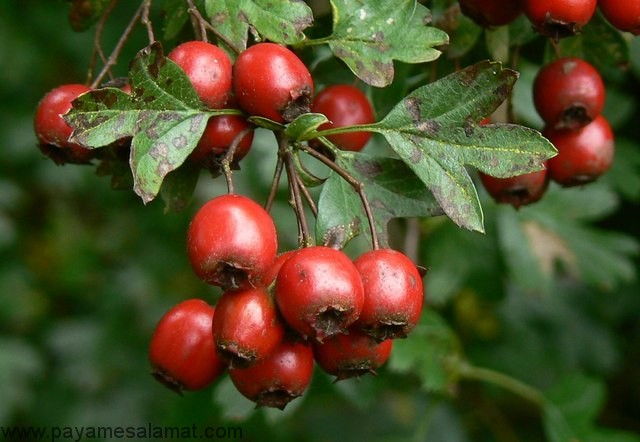 گیاهان مناسب برای پاک کردن عروق