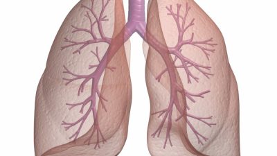 آشنایی با عملکرد ریه در بدن و نحوه کارکرد سیستم تنفسی