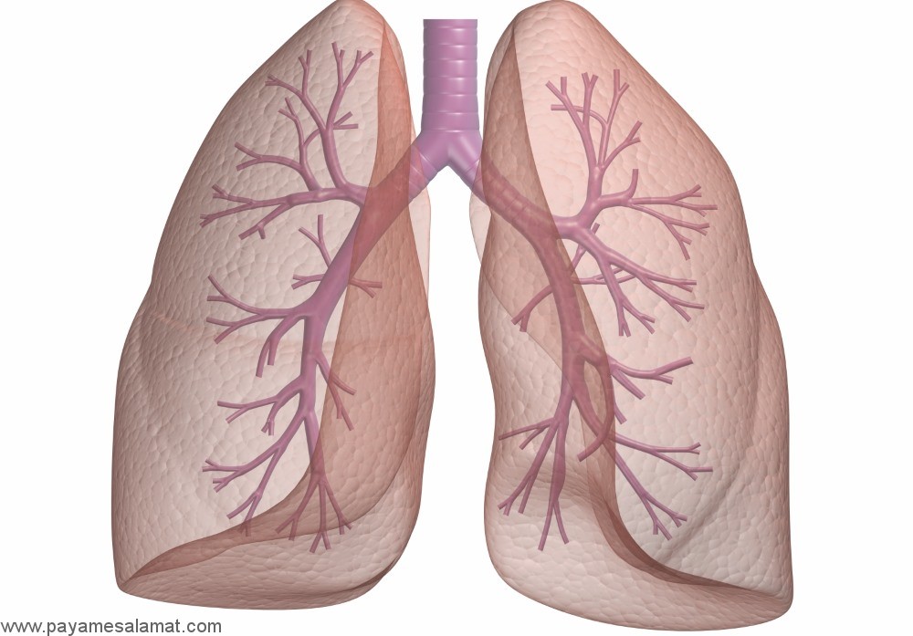 آشنایی با عملکرد ریه در بدن و نحوه کارکرد سیستم تنفسی