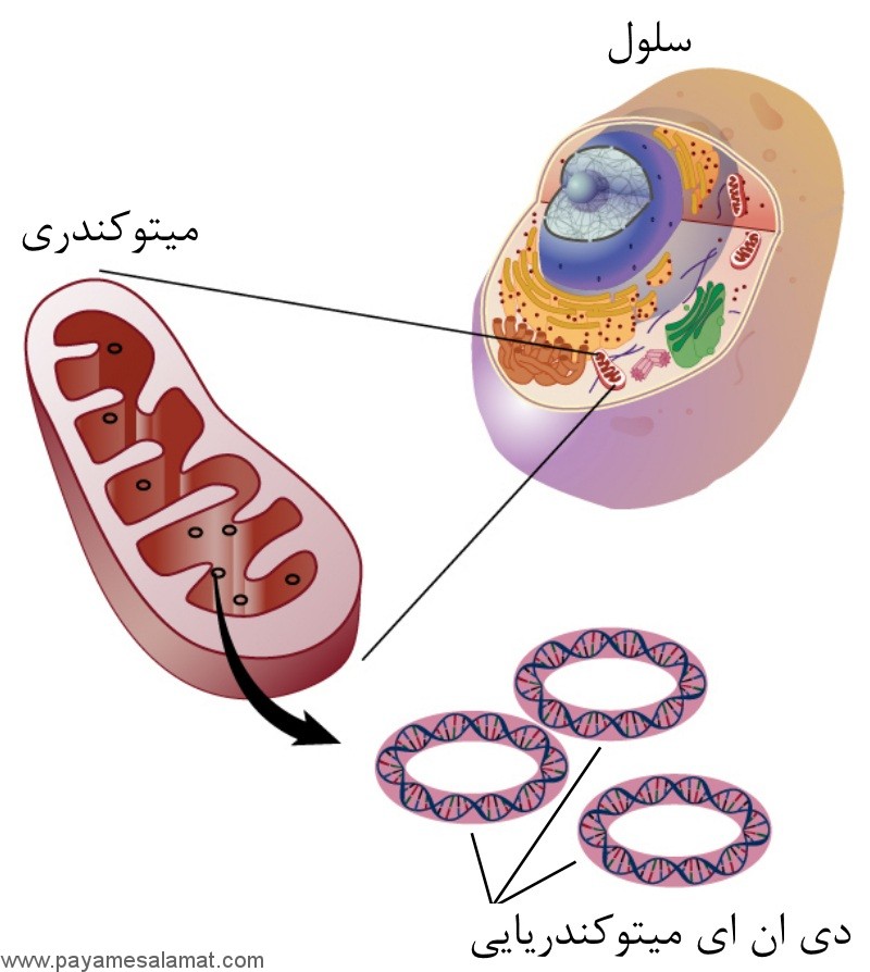 عملکرد DNA میتوکندری