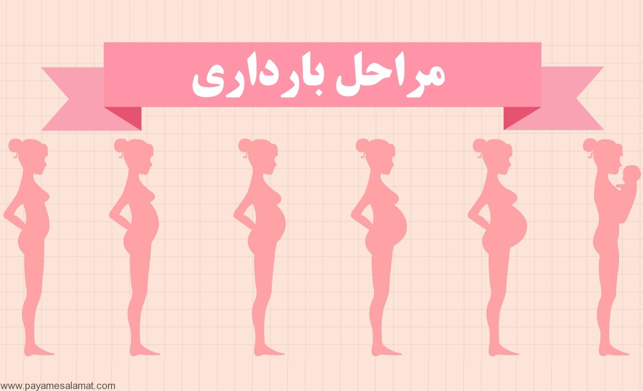 مراحل بارداری ؛ تغییرات بدن مادر و رشد جنین در این مراحل