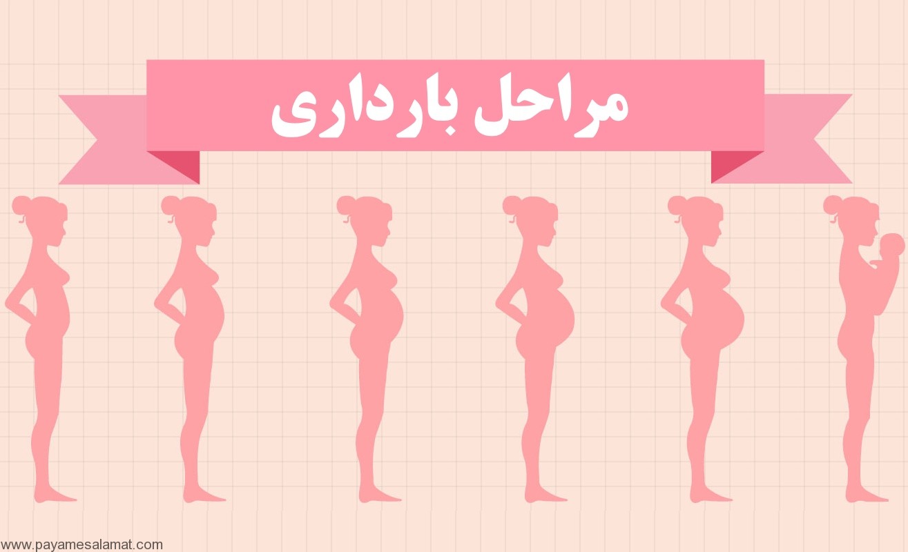 pregnancy-stages.jpg