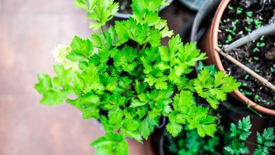 ۱۰ گیاه دارویی که می توانید در خانه آن ها را پرورش دهید