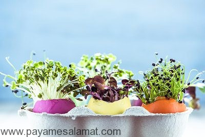 کاربرد پوست تخم مرغ