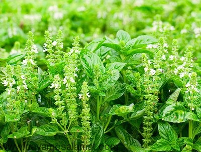 گیاهانی که انرژی مثبت ایجاد می کنند