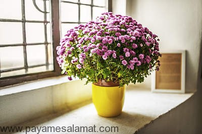 گیاهانی که انرژی مثبت ایجاد می کنند