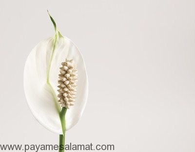 گیاهانی که انرژی مثبت ایجاد می کنند