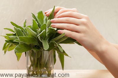 گیاهانی که انرژی مثبت ایجاد می کنند