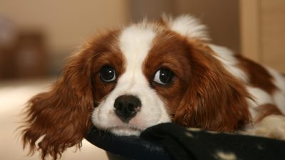 پلی سیتمی ورا در سگ ها ؛ علائم، علل، روش های تشخیص و روش های درمان
