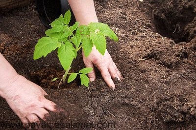 مزایای باغبانی برای بدن