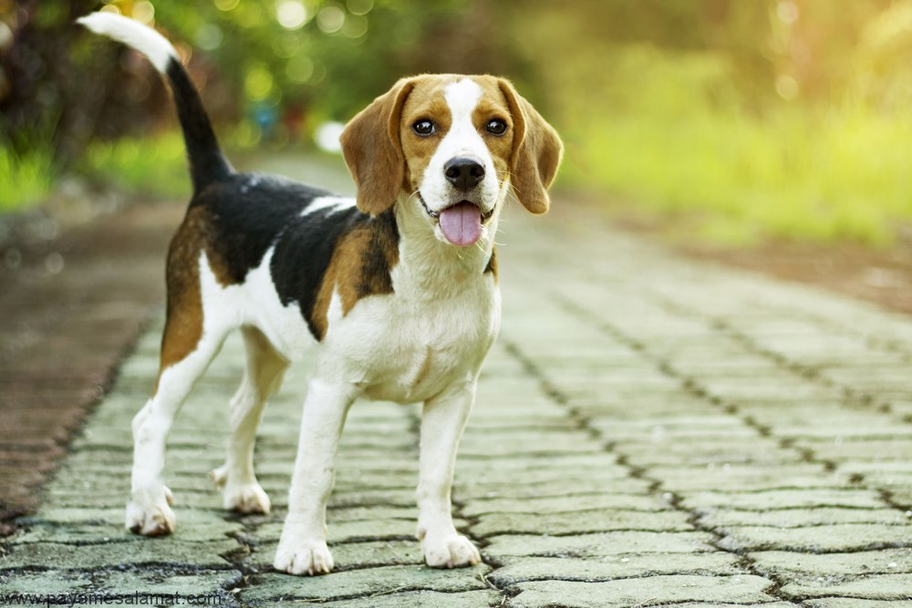 بیماری لایم در سگ ها ؛ نشانه ها، علل، روش های تشخیص و درمان