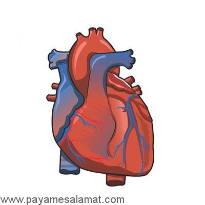 خواص مریم گلی (ساج) برای بدن