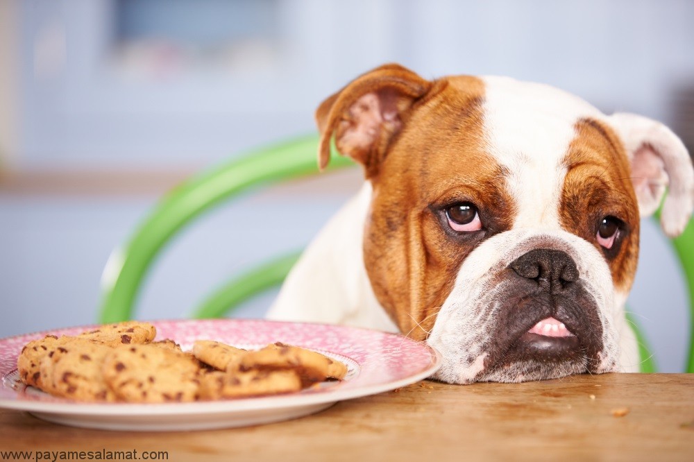 مواد غذایی با خاصیت درمانی برای سگ ها کدامند؟