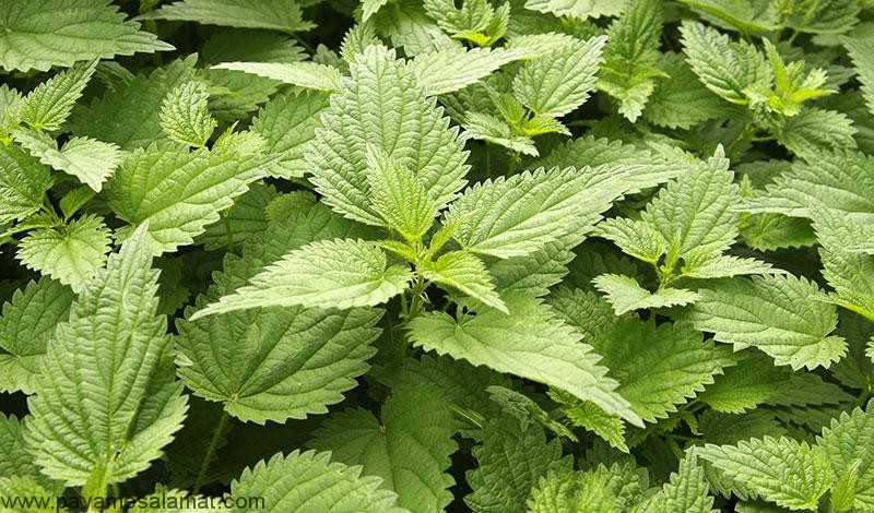 خواص گزنه برای بدن و حل مشکلات و بیماری های مختلف